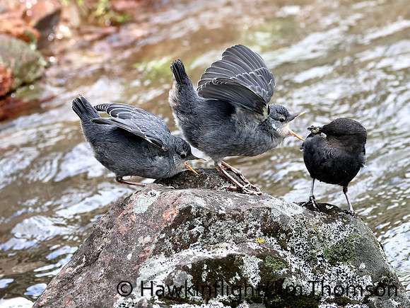 American Dipper