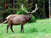 Elk