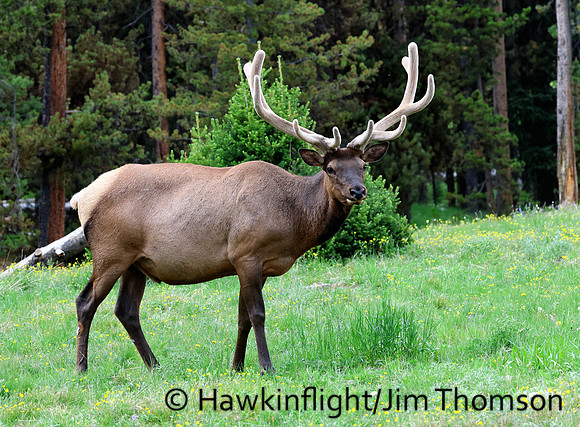 Elk
