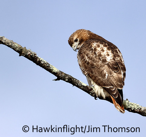 Red-tailed Hawk