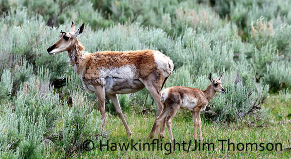 Pronghorn