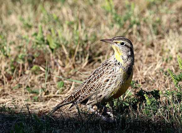 Western Meadowlark