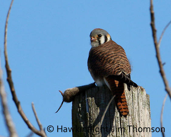 American Kestrel