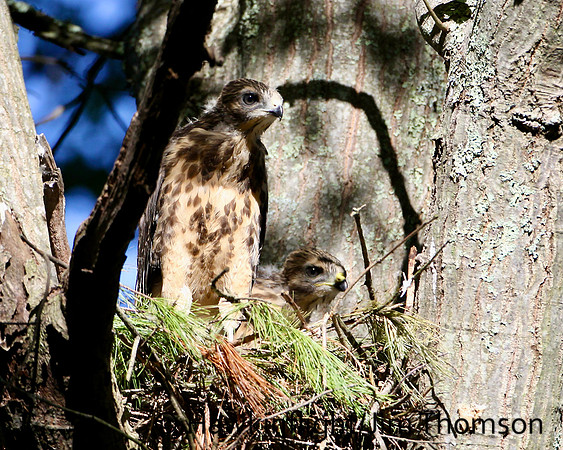 Red-shouldered Hawk