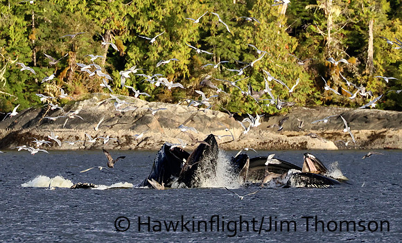 Humpback Whale