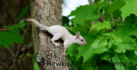 Red Squirrel