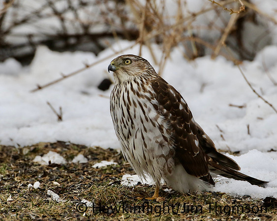 Cooper's Hawk