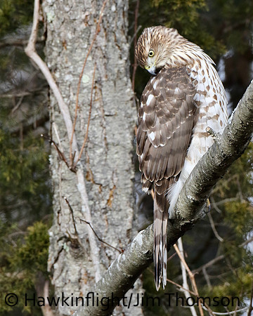 Cooper's Hawk