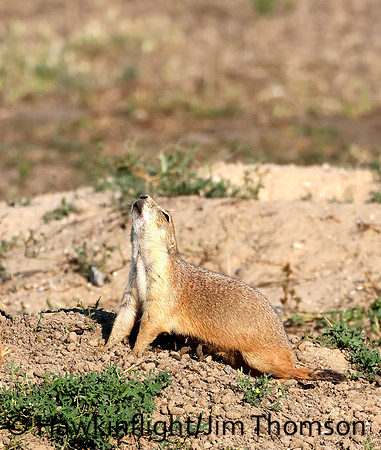 Black-tailed Prairie Dog