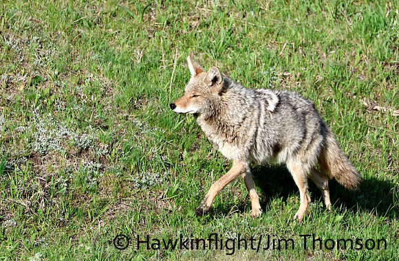 Coyote
