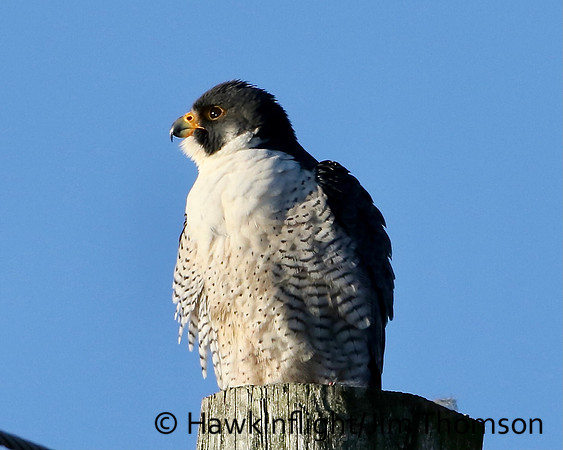 Peregrine Falcon