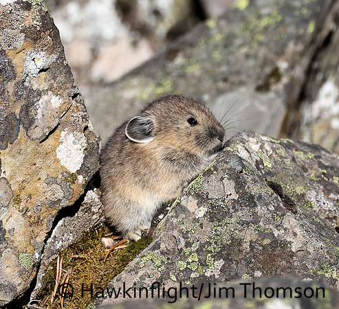 American Pika